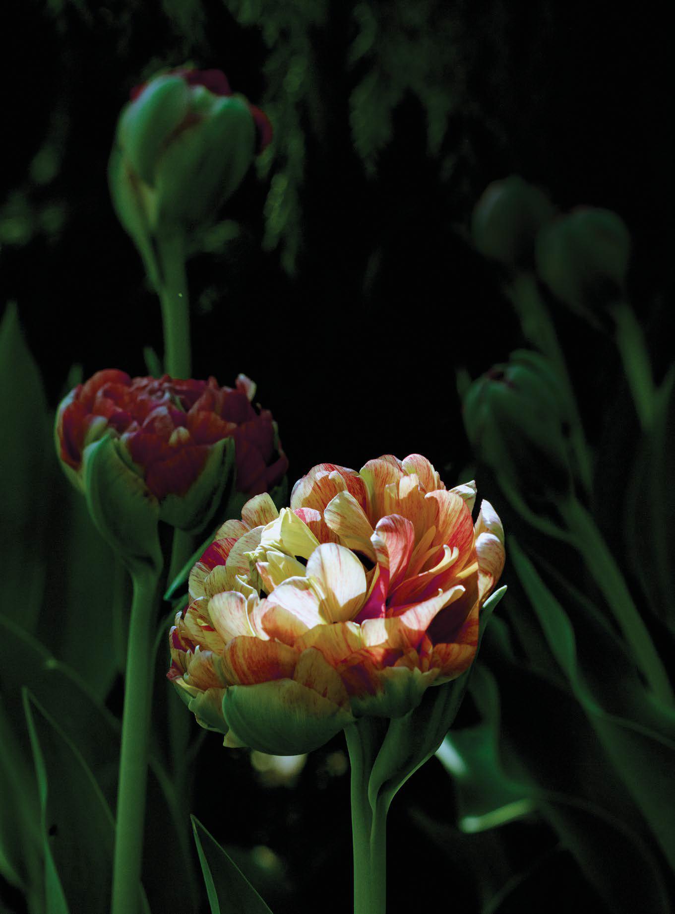 IN FULL BLOOM